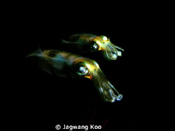 Squid / 
Olympus 7070 / Patima Housing With YS-110 x 2EA by Jagwang Koo 